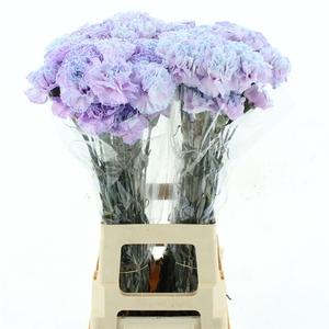 Di St Col Klb Lilac Frost (cct005)