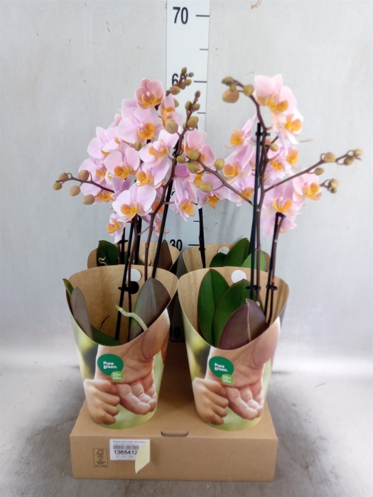 <h4>Phalaenopsis multi. 'Ant Tulcan'</h4>