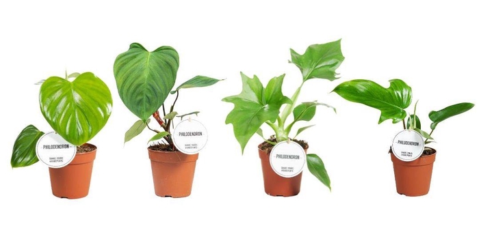 <h4>Philodendron Green Mix</h4>