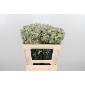Astrantia Wit Billion Stars