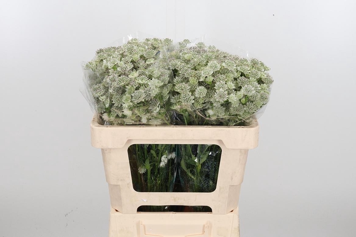 <h4>Astrantia Wit Billion Stars</h4>