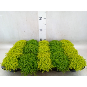 Soleirolia soleirolii   ...mix 2