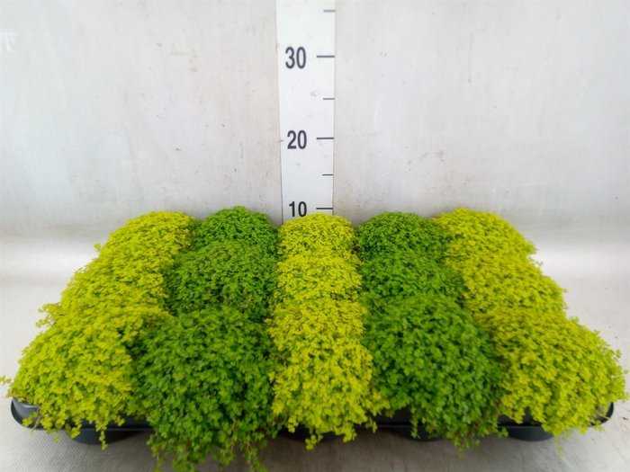 <h4>Soleirolia soleirolii   ...mix 2</h4>