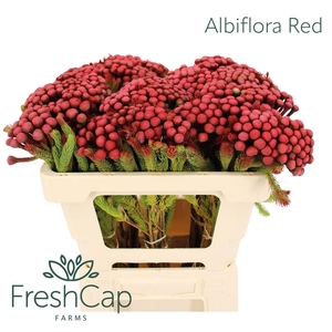 Albiflora Red