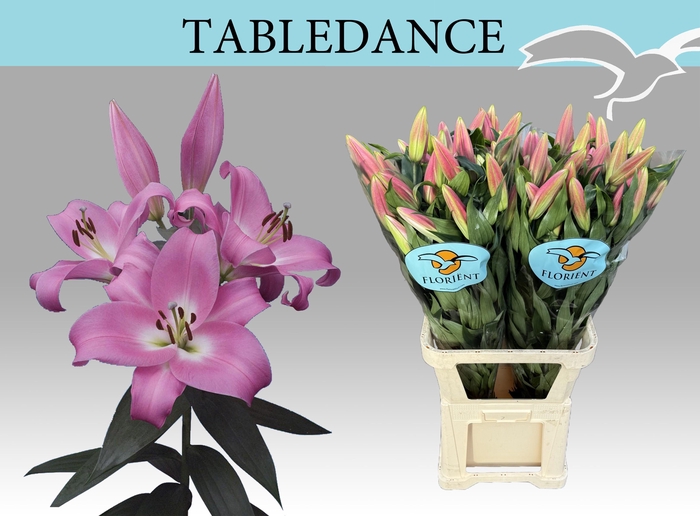 <h4>LI OT TABLEDANCE</h4>