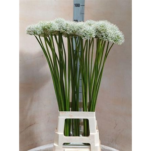 Allium Mount Everest