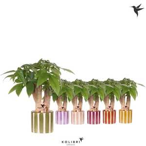 Kolibri Greens Pachira in Painted Stripe pot mix