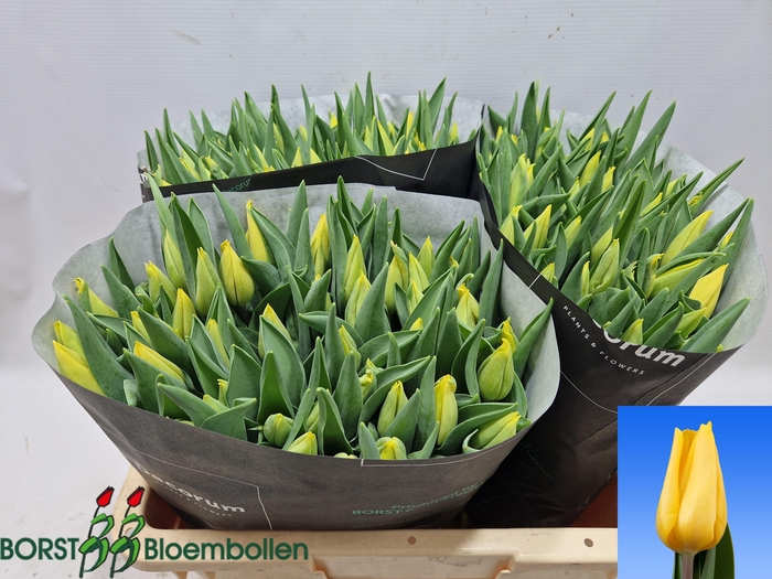 <h4>TU EN STRONG GOLD</h4>