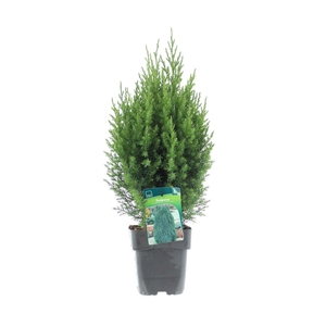 Juniperus chinensis 'Stricta'