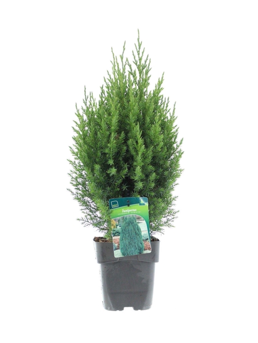 <h4>Juniperus chinensis 'Stricta'</h4>