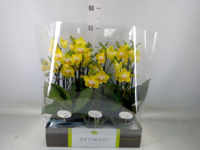 <h4>Phalaenopsis multi. 'Ant Arezzo'</h4>