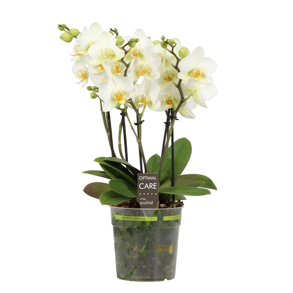 <h4>Flora P12 White 3-5 Spike</h4>