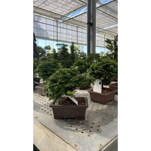 Chamaecyparis obtusa