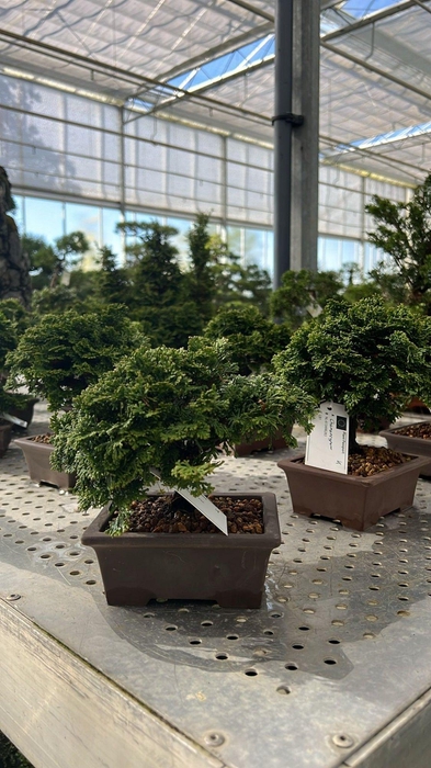 <h4>Chamaecyparis obtusa</h4>