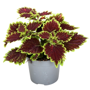 Coleus Bourbon Street
