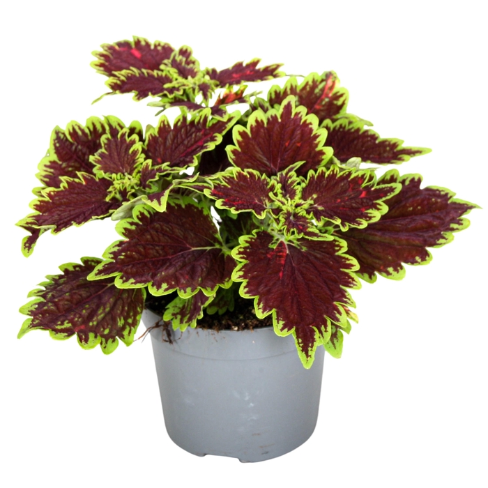 <h4>Coleus Bourbon Street</h4>