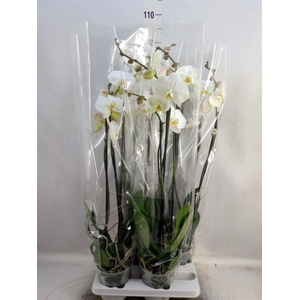 Phalaenopsis   ...white