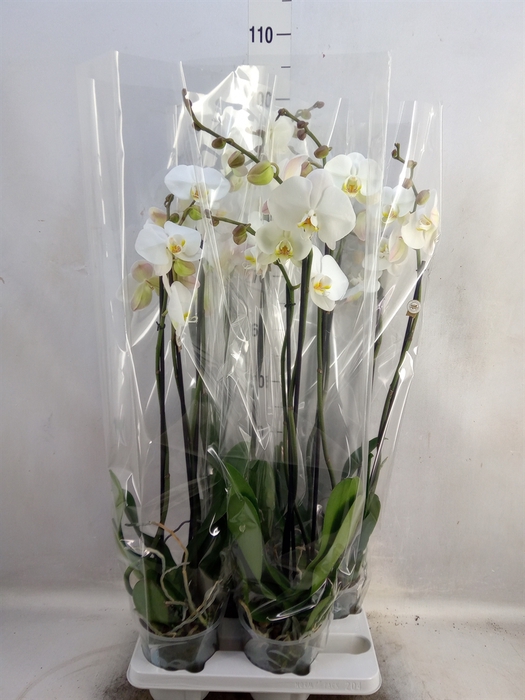 Phalaenopsis   ...white