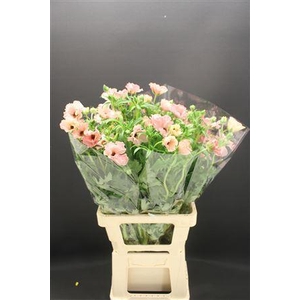 Ran Butterfly Isis 60cm