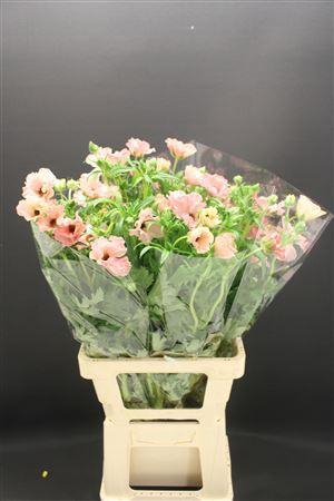 <h4>Ran Butterfly Isis 60cm</h4>