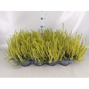 Calluna vulg.   ...