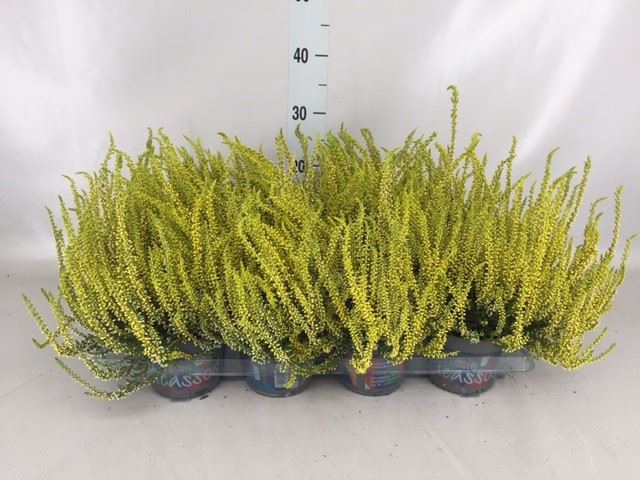 <h4>Calluna vulg.   ...</h4>