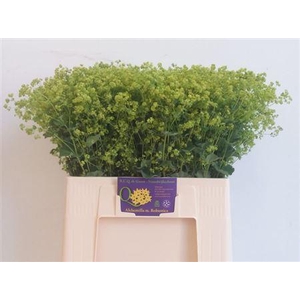 Alchem M Robustica (NL),(10)