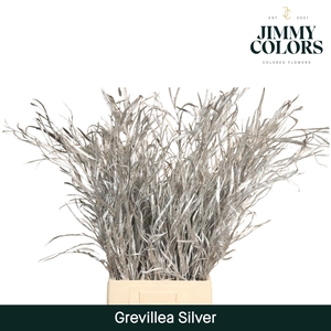 Grevillea (bunch) Silver