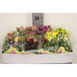 Chrysanthemum Indicum Grp gemengd 5 kleuren