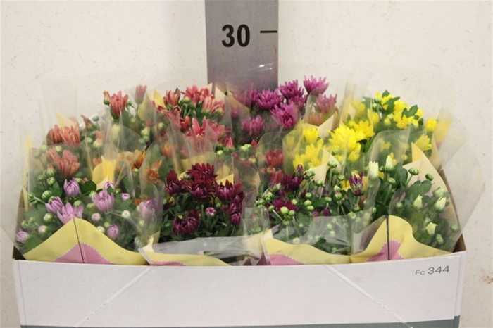 <h4>Chrysanthemum Indicum Grp gemengd 5 kleuren</h4>