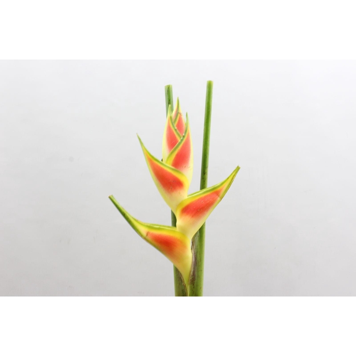 <h4>Heliconia Wagneriana Yellow</h4>