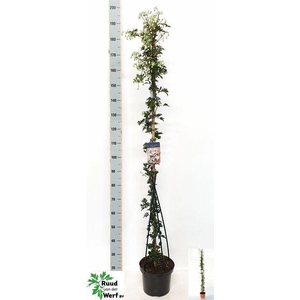 Clematis forst. 'Avalanche'