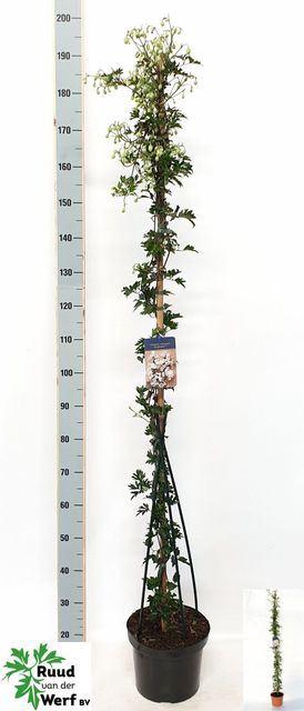 <h4>Clematis forst. 'Avalanche'</h4>