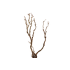 Syringa Branch Super Leutner