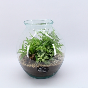 Opm GRCR-2553 Green Essentials Terrarium