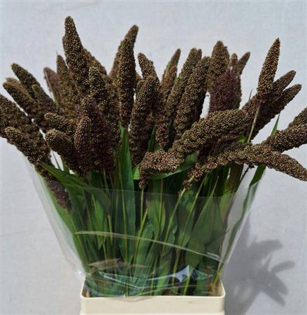 <h4>Setaria Max 996/75</h4>