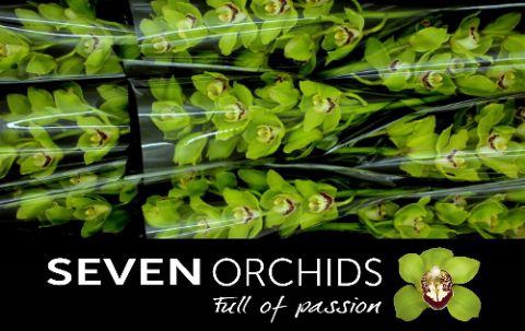 <h4>CYMB T ALI ANDERSON</h4>