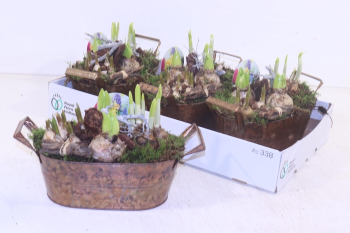 <h4>ARR BOL KNOLGEWAS</h4>