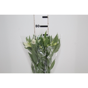 ALSTROEMERIA WHITNEY 080 CM