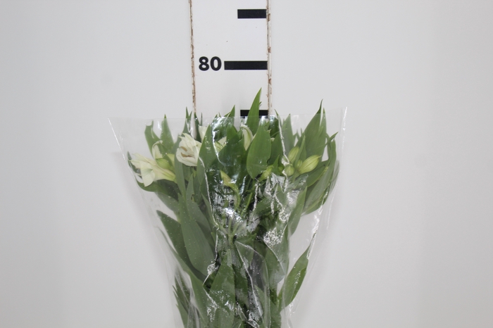 <h4>ALSTROEMERIA WHITNEY 080 CM</h4>