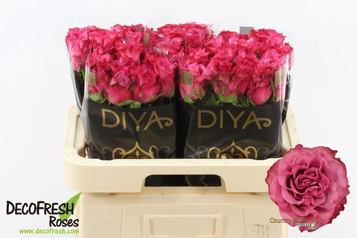 <h4>R Gr Country Blues</h4>