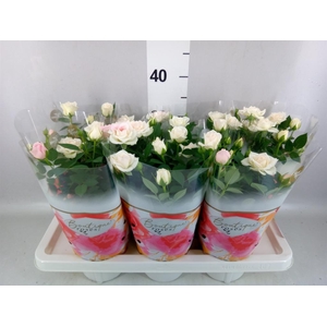 Rosa  'Tunesie Baby Star'