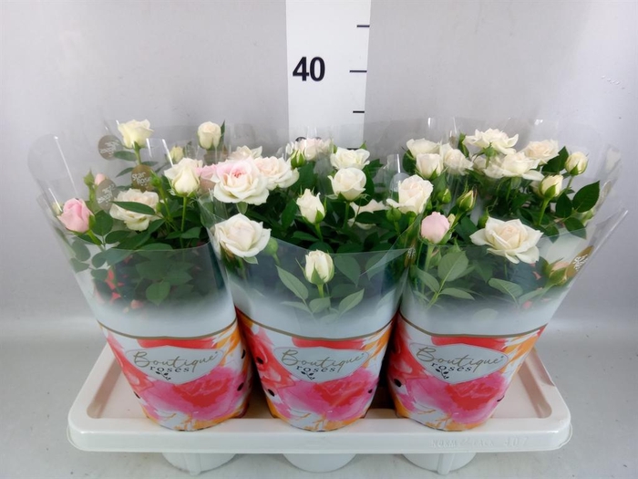 <h4>Rosa 'Tunesie Baby Star'</h4>