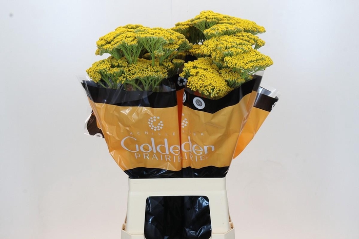 <h4>Achillea Golden Prairi</h4>