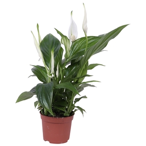 Spathiphyllum Pearl Cupido 9cm, zonder hoes