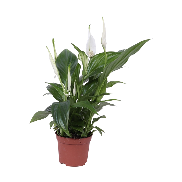 <h4>Spathiphyllum Pearl Cupido 9cm, zonder hoes</h4>