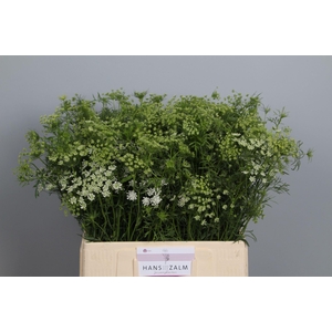 AMMI MAJUS AMMI MAJUS