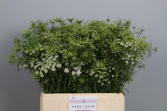 <h4>AMMI MAJUS AMMI MAJUS</h4>