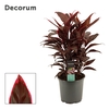 Cordyline Mambo Toef 19 cm (Decorum)