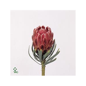 Protea Venus